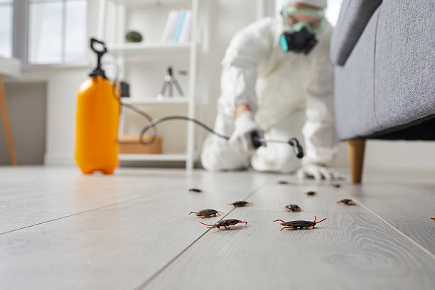 Commercial Kitchen Cockroach Control in Stratford Downtown